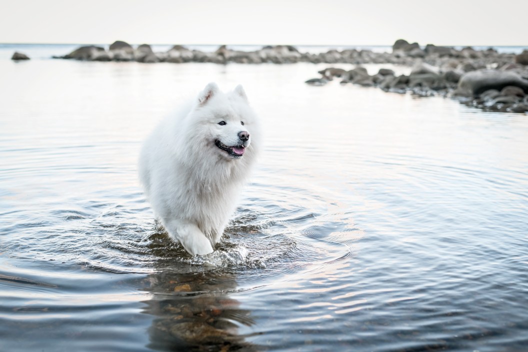 beautiful samoyed dog walking