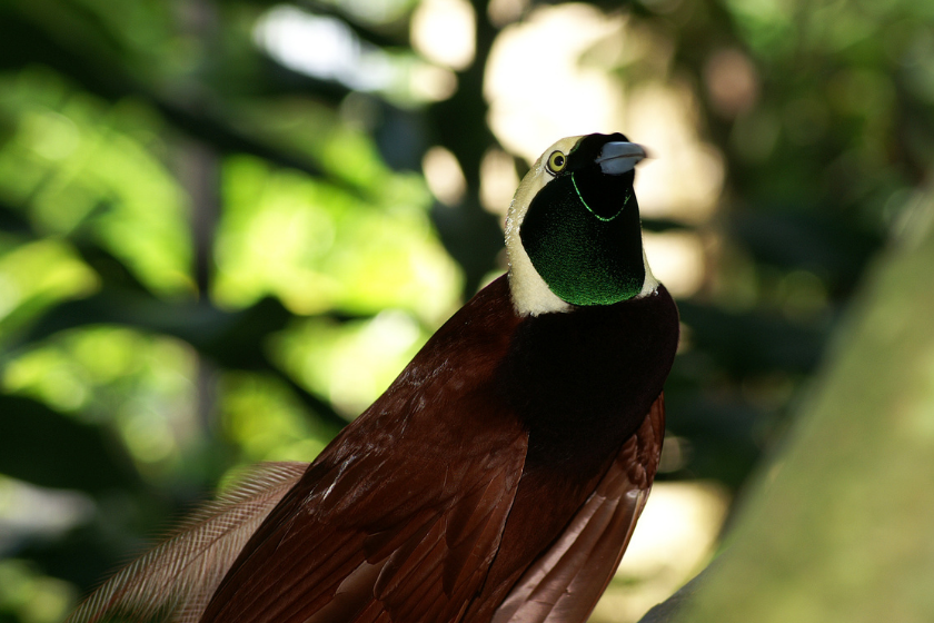 Greater bird-of-paradise perched up in a tree.