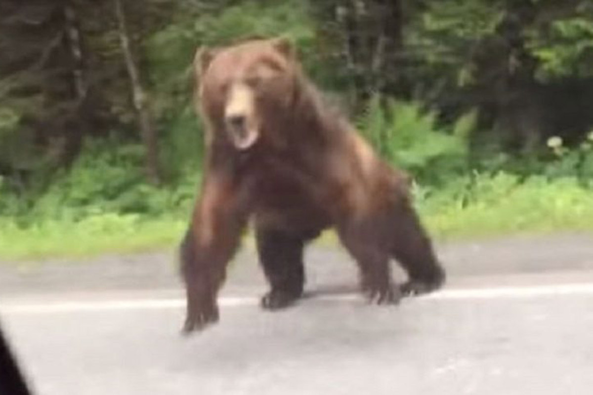 grizzly bear