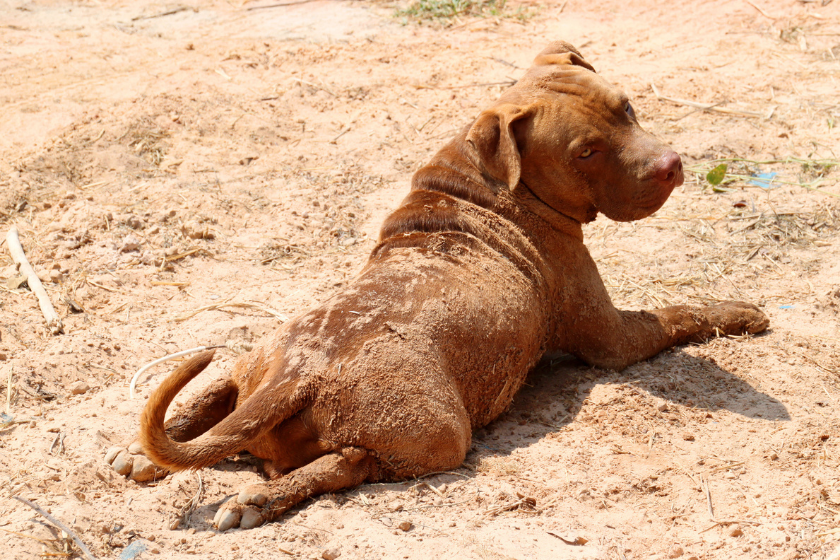 Pit Bull laying flat in the sand