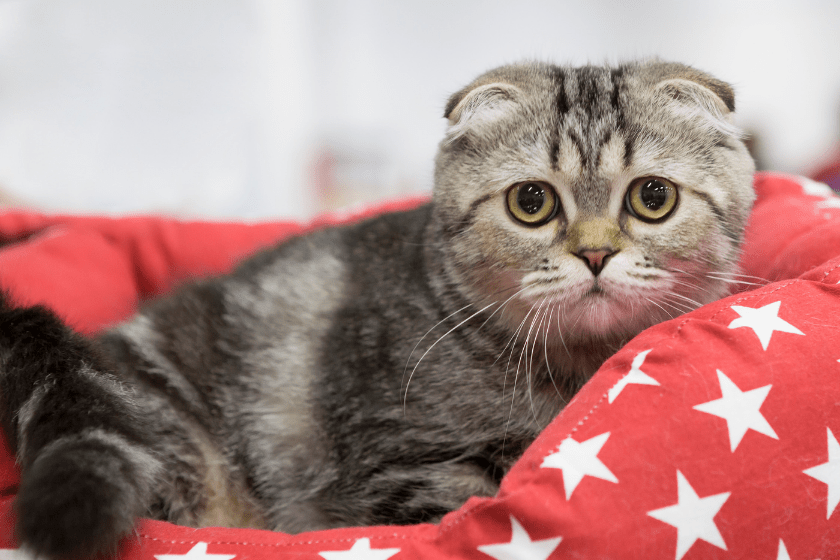 Scottish fold