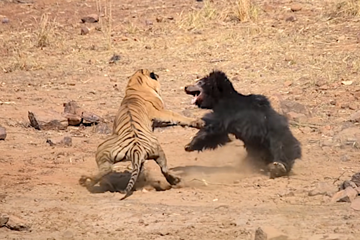 Bear vs Tiger