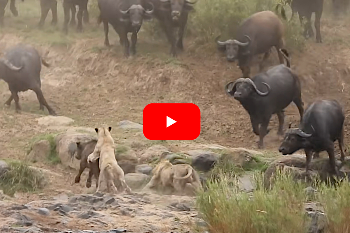 Lions vs Buffalo