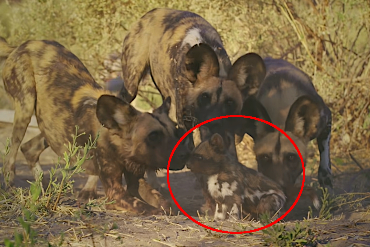 Robotic Puppy Wild Dogs
