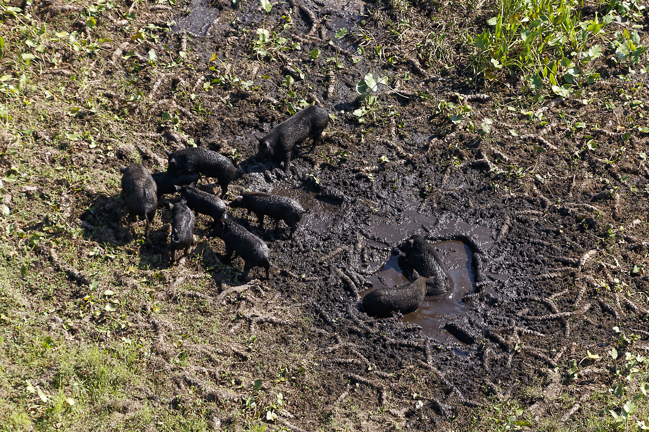 Wild boars in a slop hole.