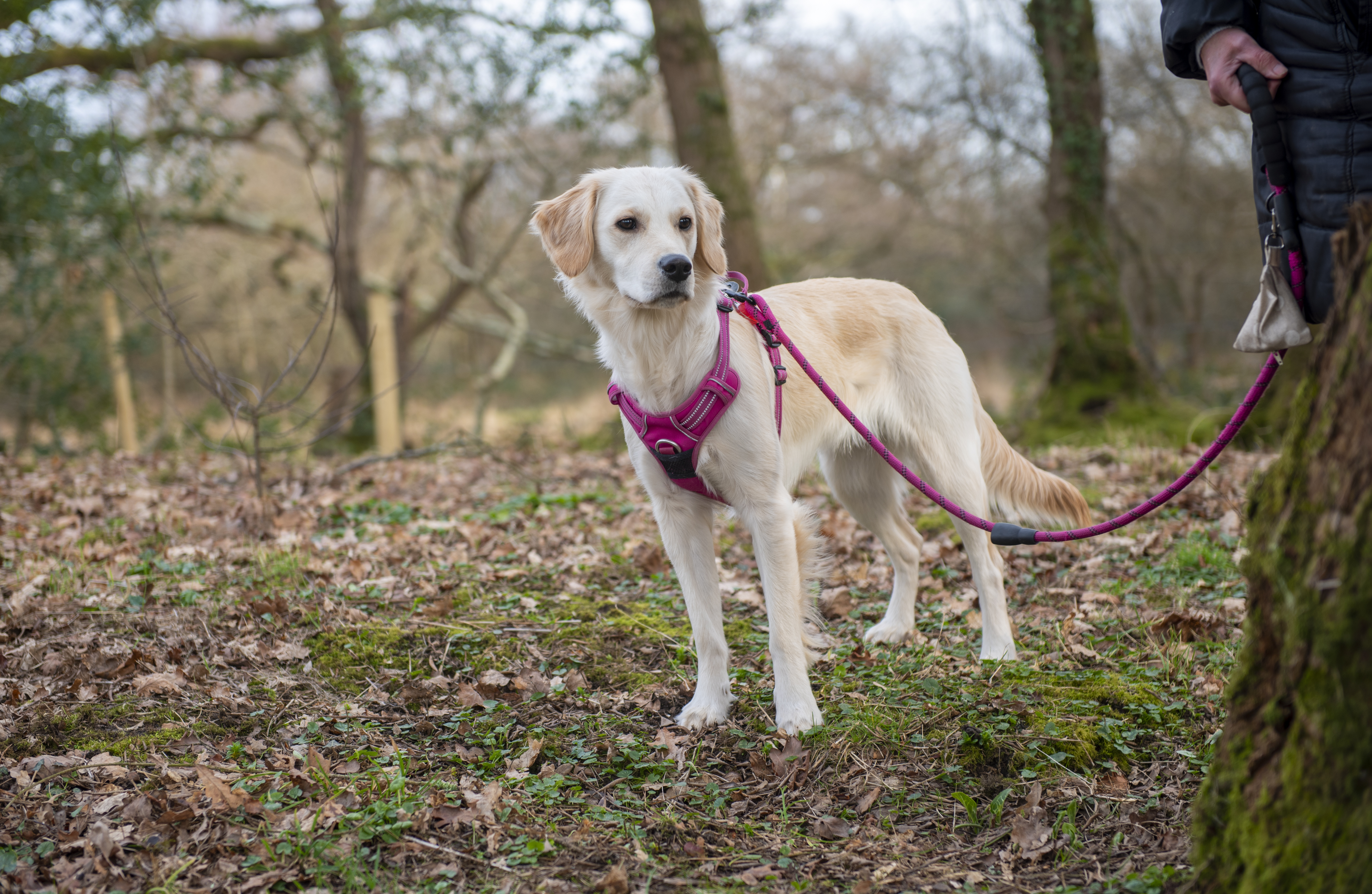 Young golden retriever dog walking in the park on a pink lead in woodland