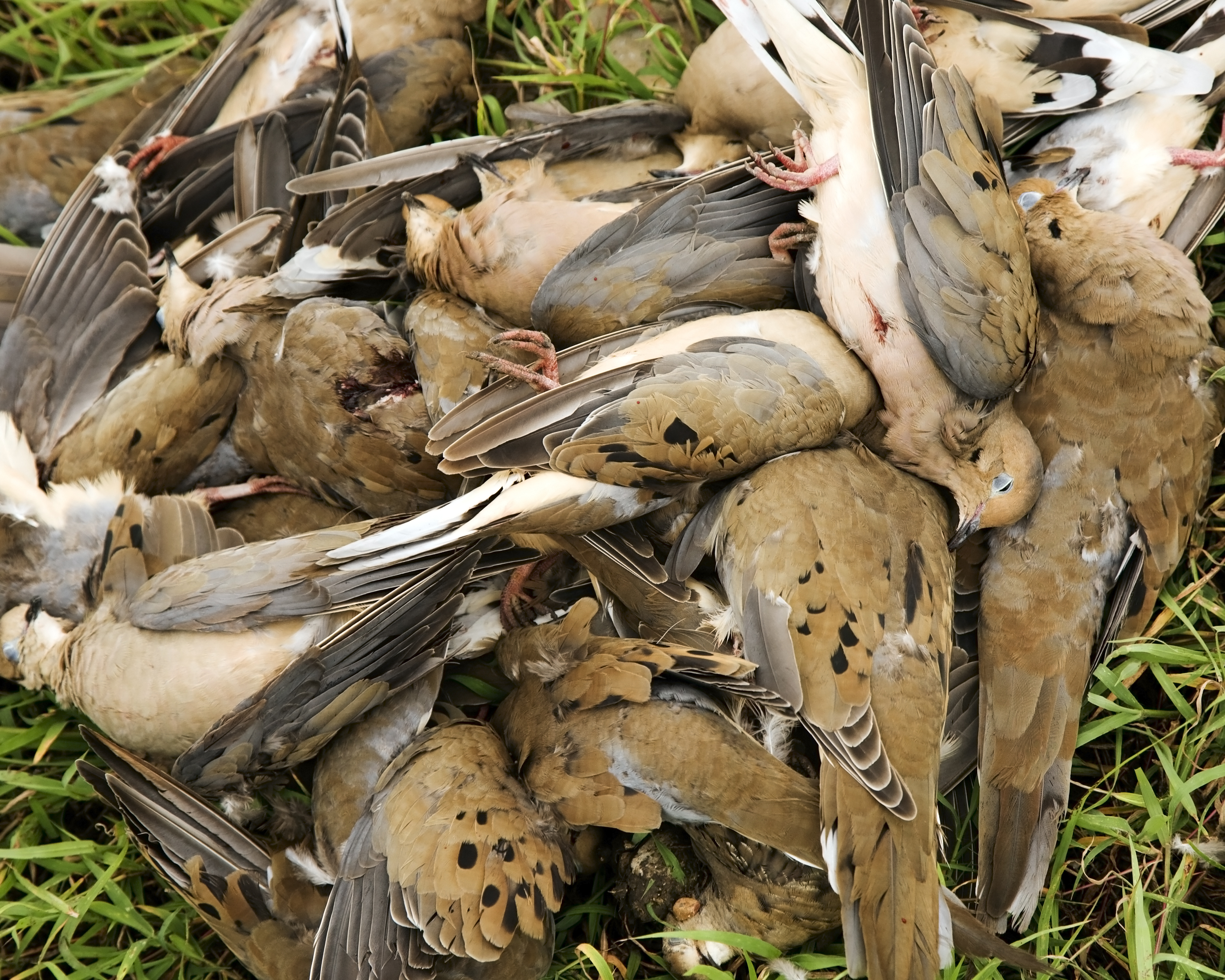 Pile of Morning Dove after a dove hunt