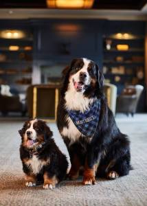 dogs with jobs
