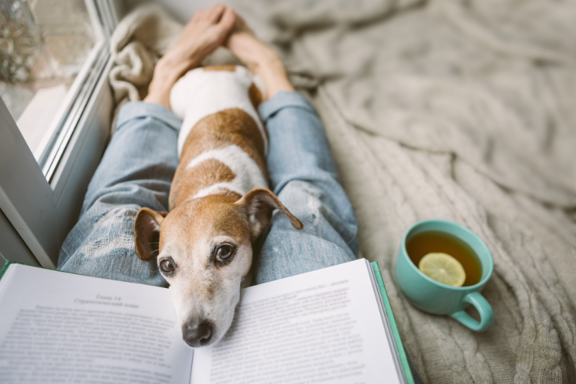 pet-friendly stores