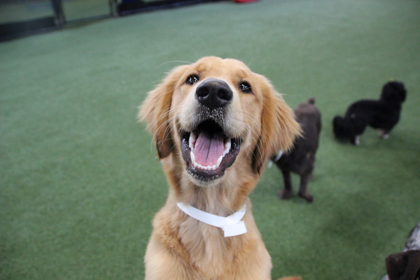 bordetella vaccine required for doggy daycare
