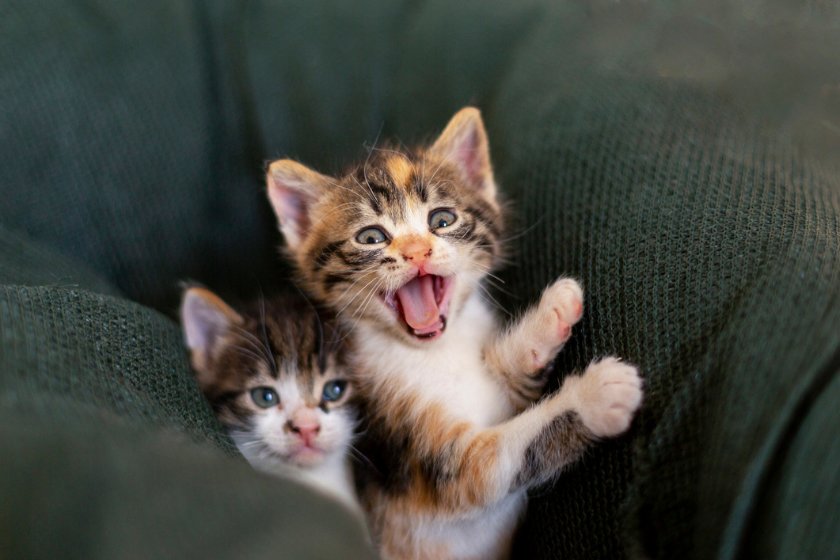 disney kitten names