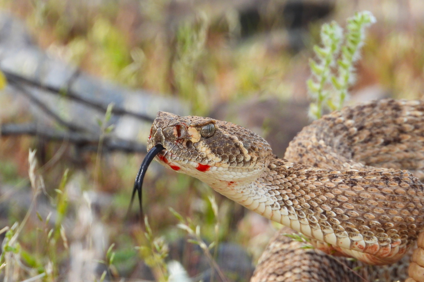 what states is it illegal to kill snakes