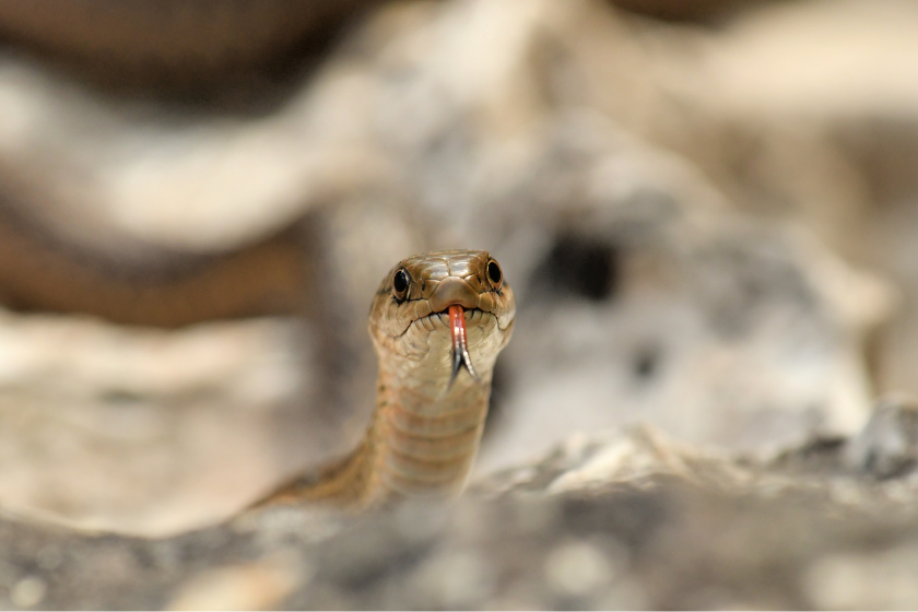 what states is it illegal to kill snakes