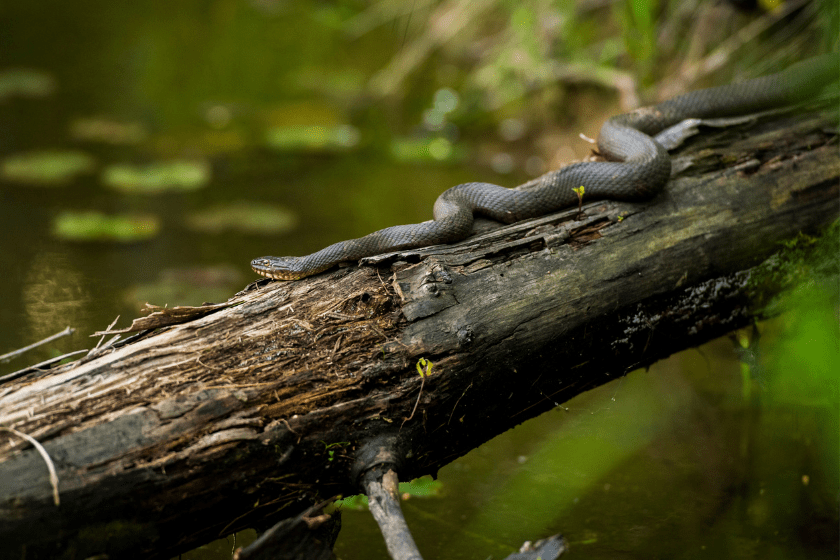 what states is it illegal to kill snakes
