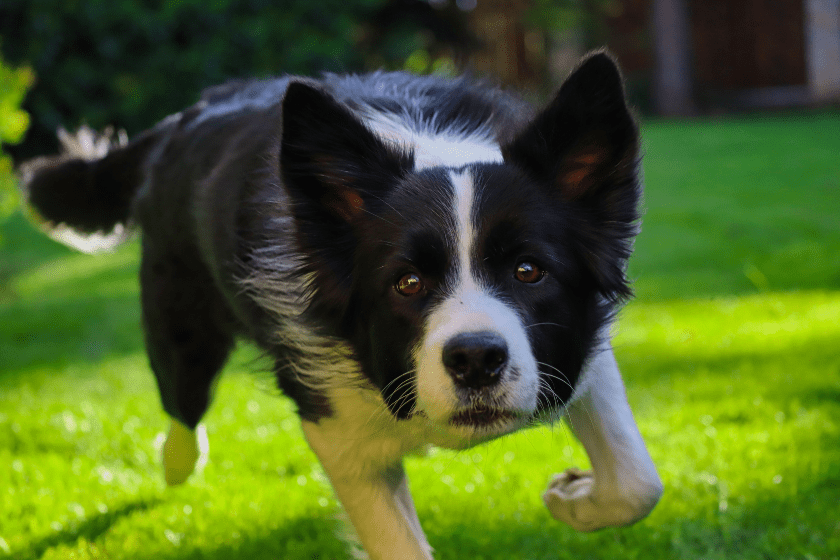 border collie runs through grass