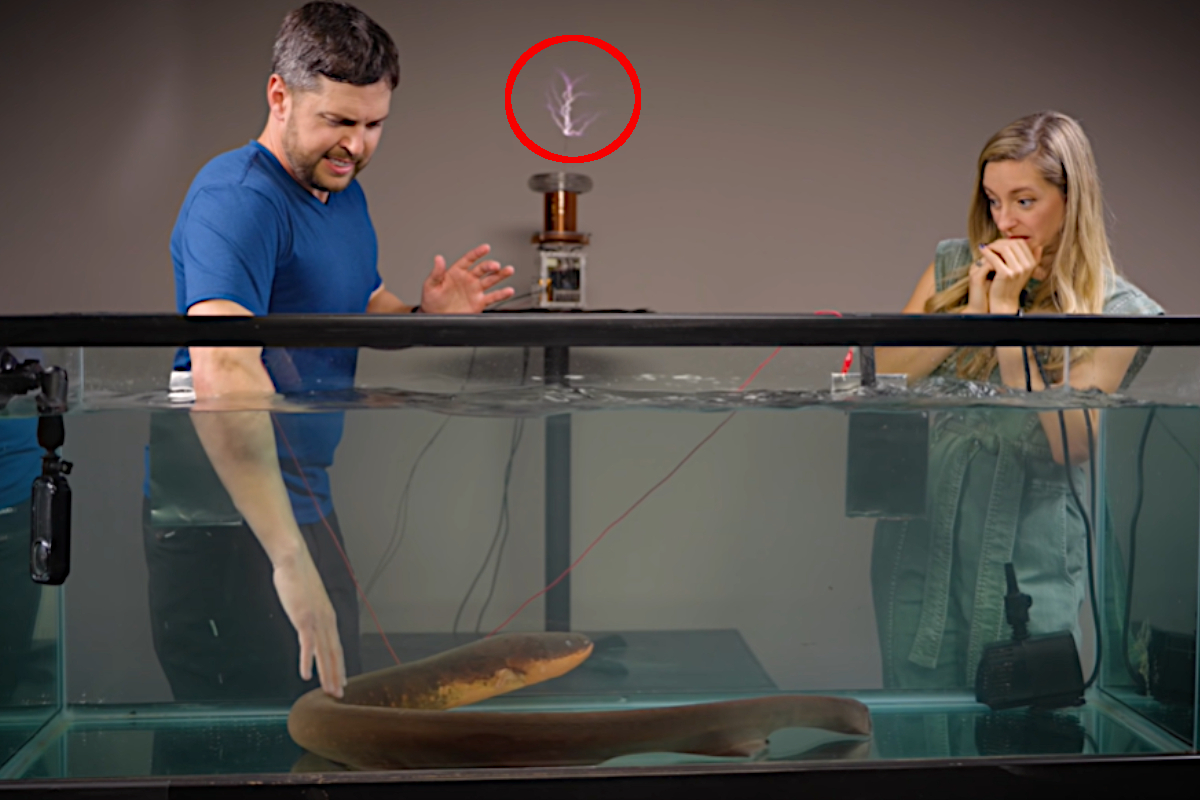 Electric Eel