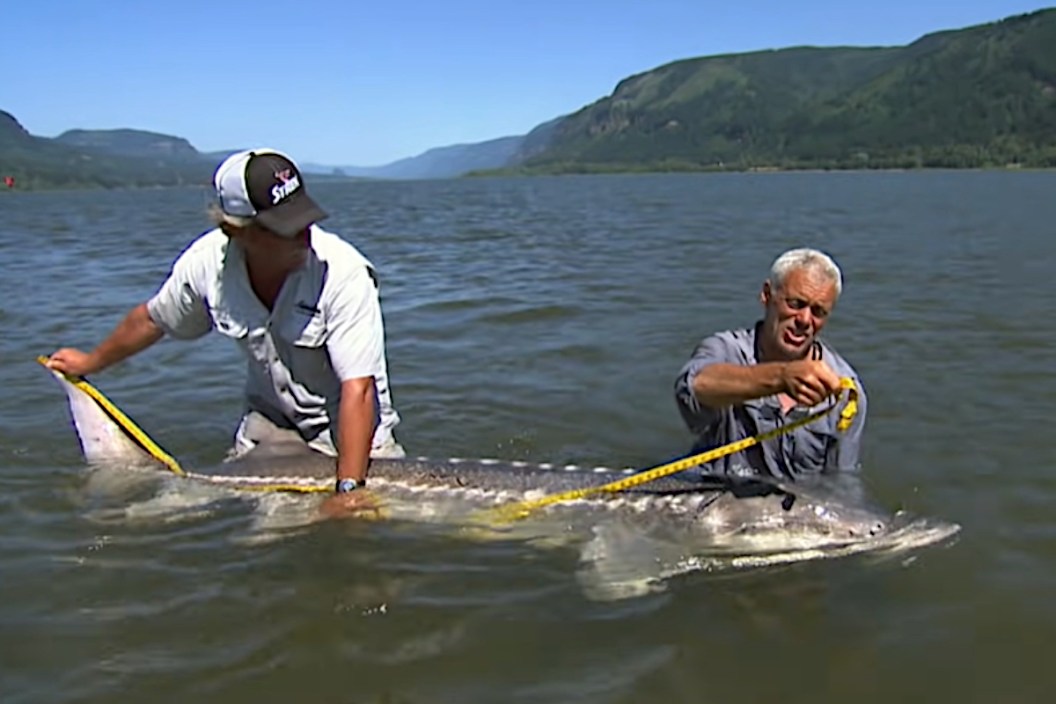 White Sturgeon