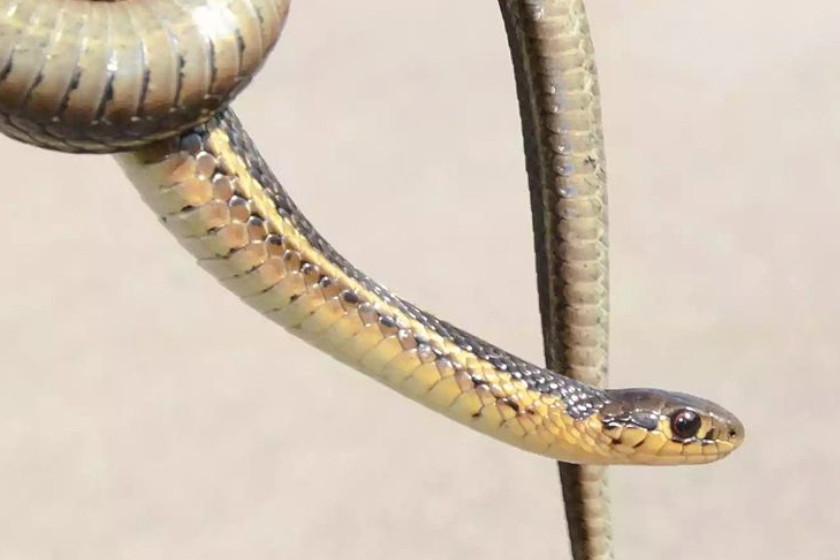 Snakes of Michigan