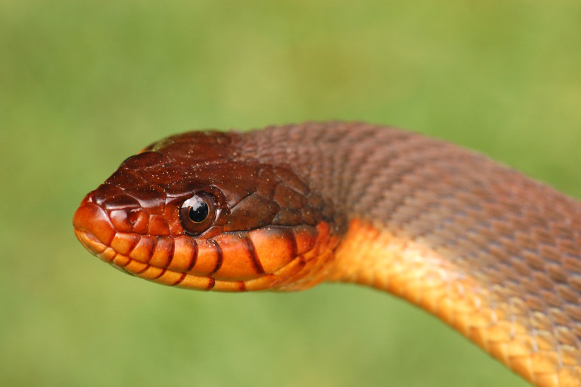 Snakes of Michigan