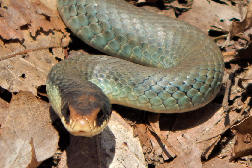 Snakes of Michigan