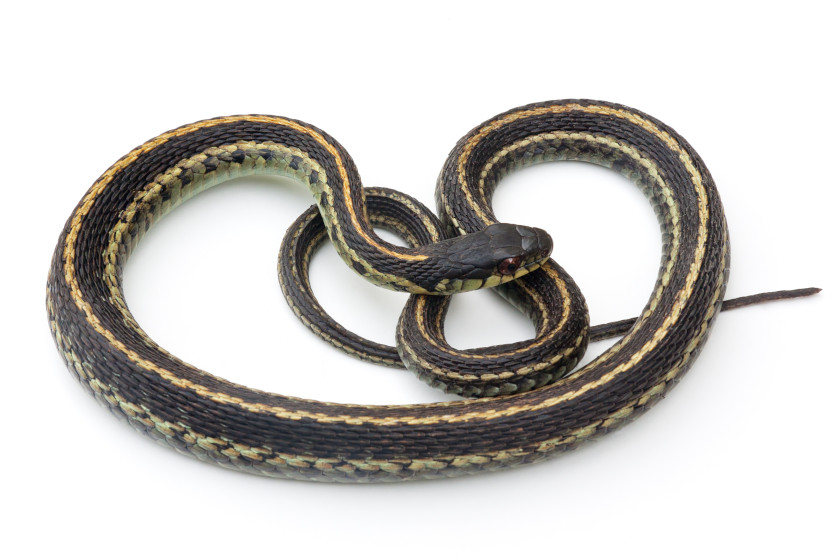 Garter snake coiled up.