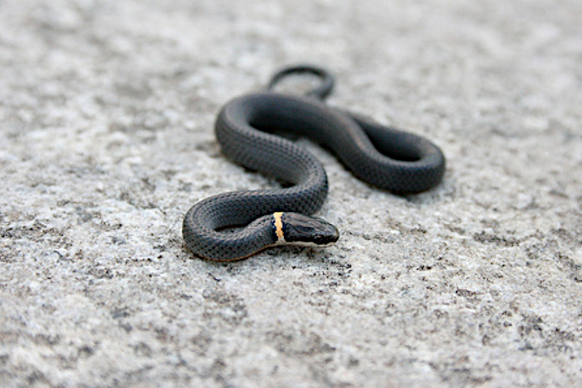 Snakes of Michigan