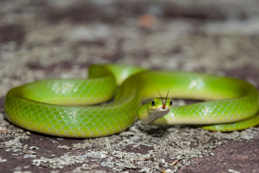 Snakes of Michigan