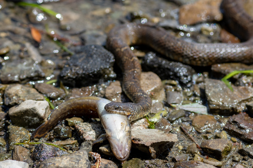 Snakes of Michigan