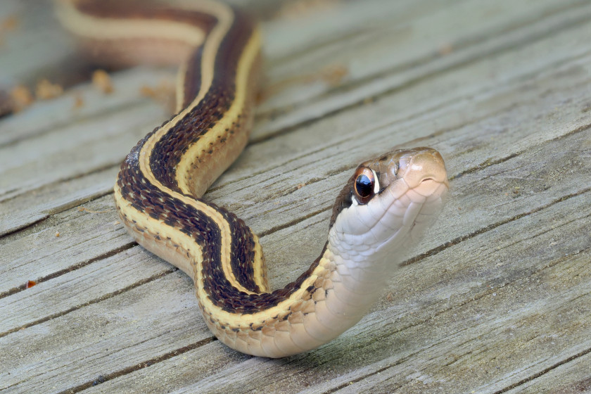 Snakes of Michigan