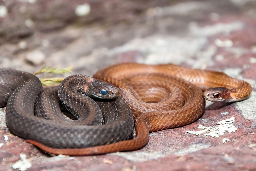 Snakes of Michigan
