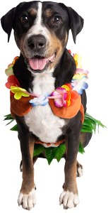 big dog halloween costumes