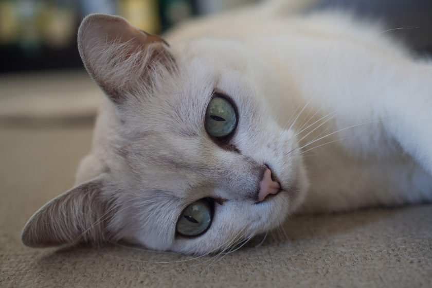 Burmilla