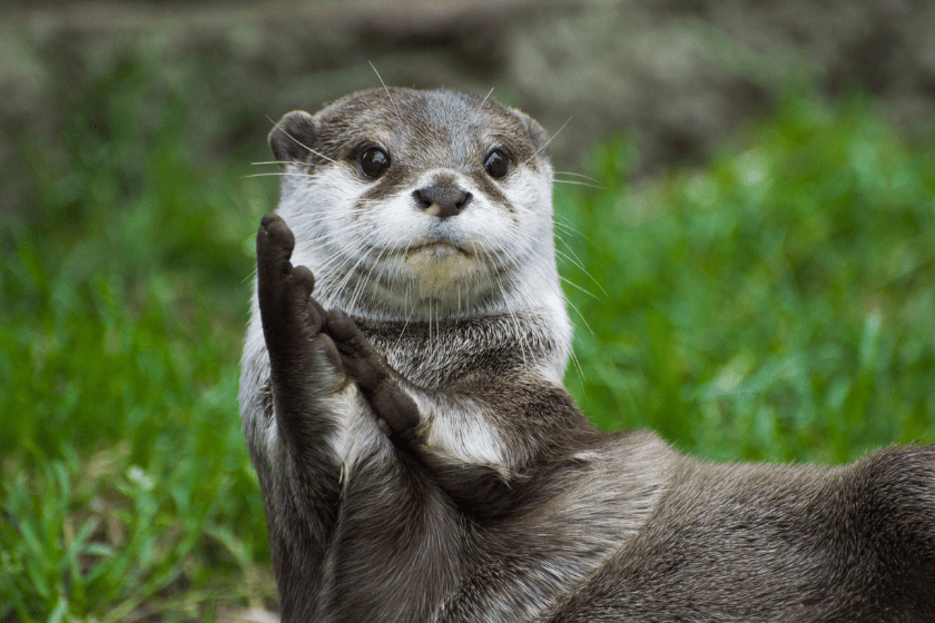 Small otter appears to clapping