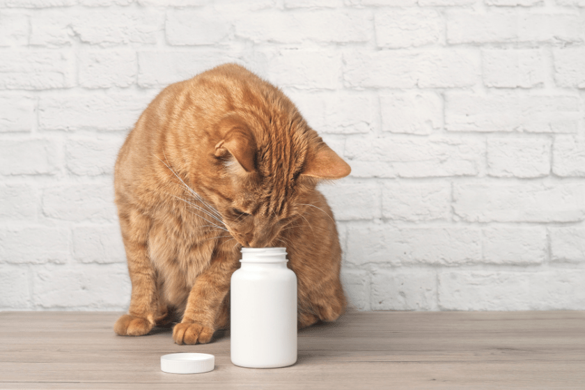 orange cat with white pill bottle