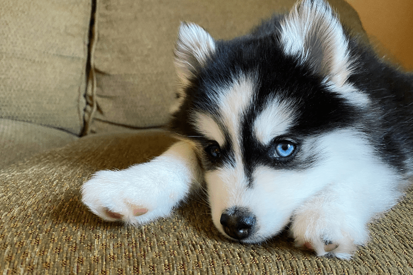 pomsky puppy relaxing on brown couch