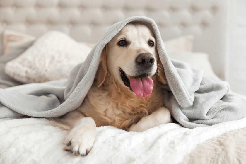 dog at hotel with blanket