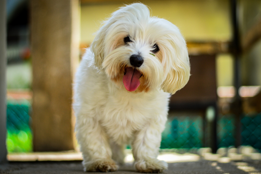 pomeranian smallest dog breeds