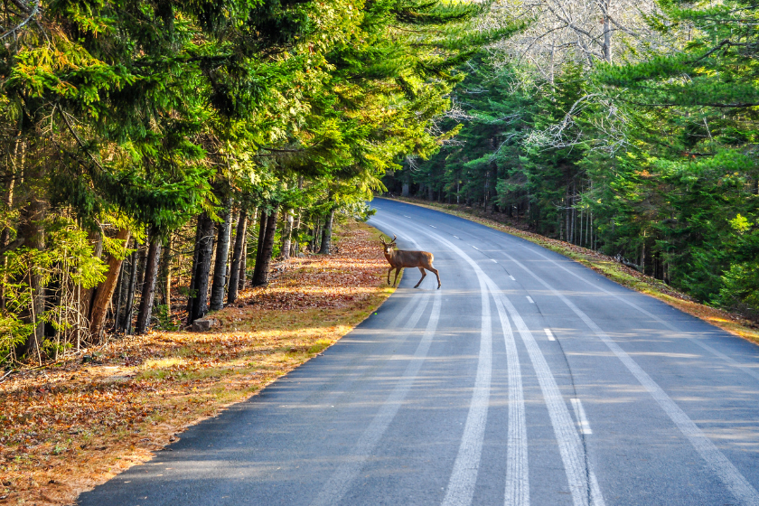 worst deer hunting state