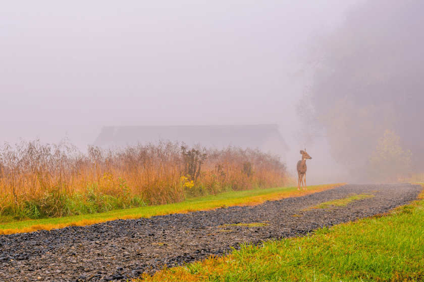 worst deer hunting state