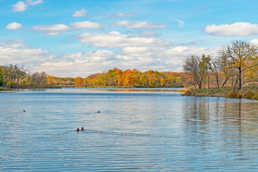 best duck hunting states