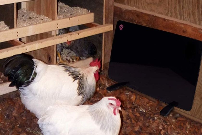 chicken coop heater