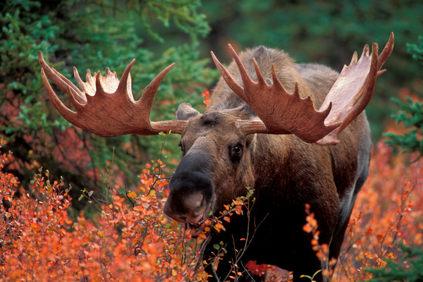 A large bull moose in Alaska.