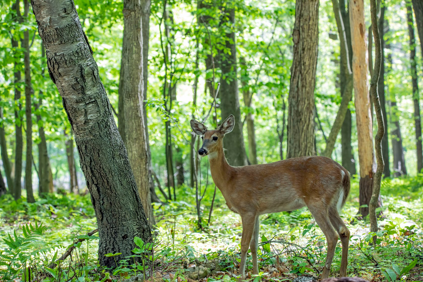 worst state for deer hunting