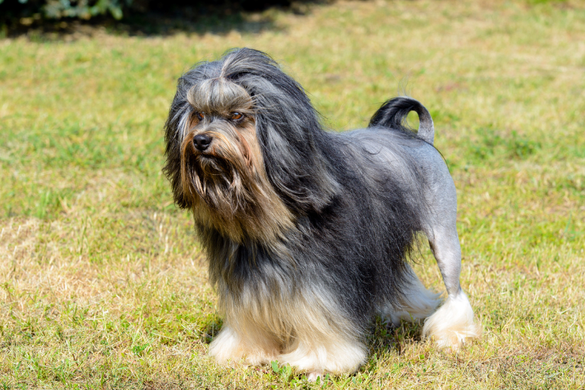 lowchen ugly dog on grass