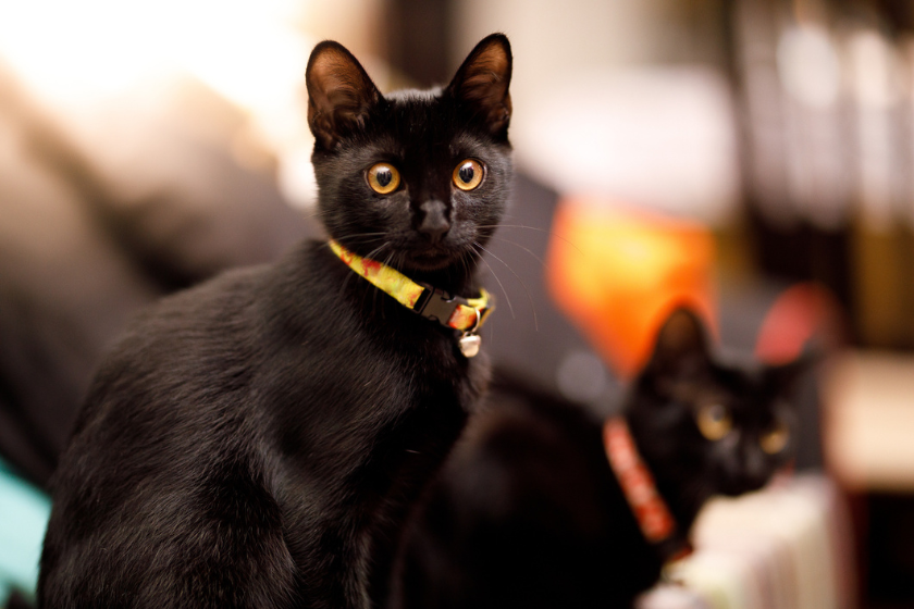 black cat names