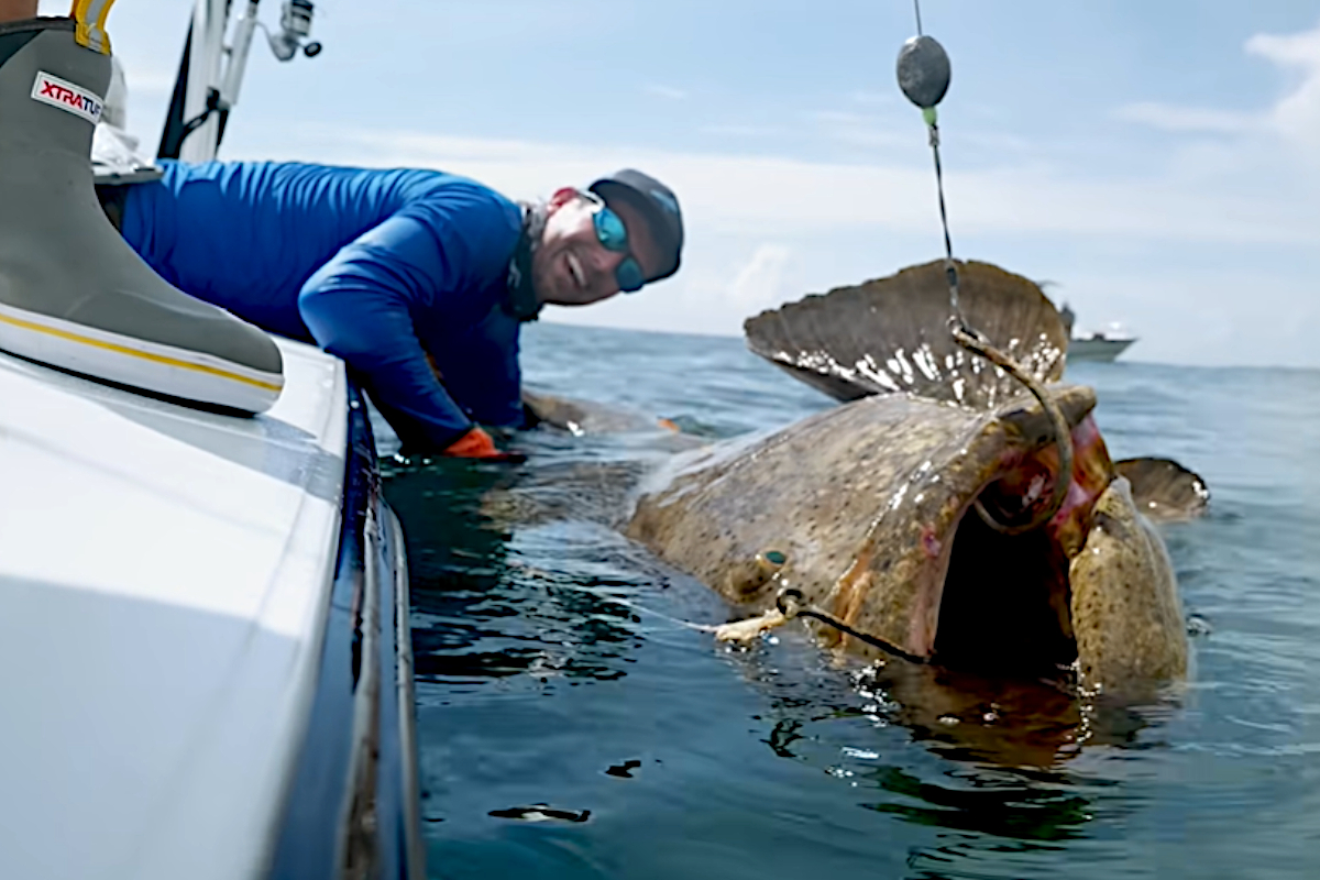 Goliath Grouper Harvest