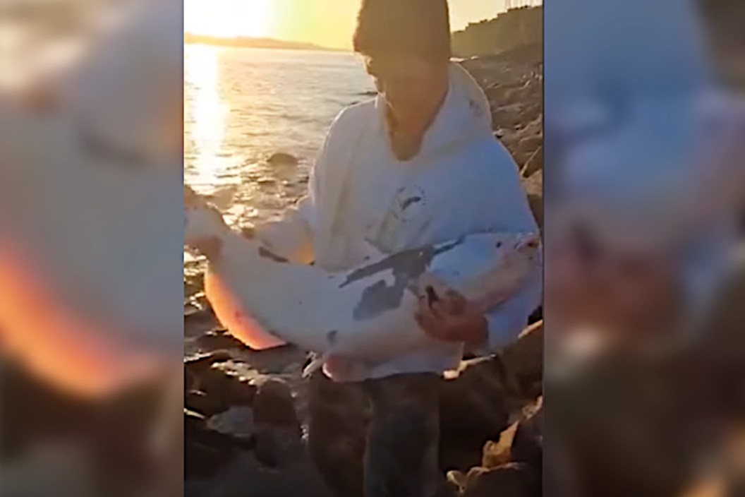 Piebald Blue Catfish