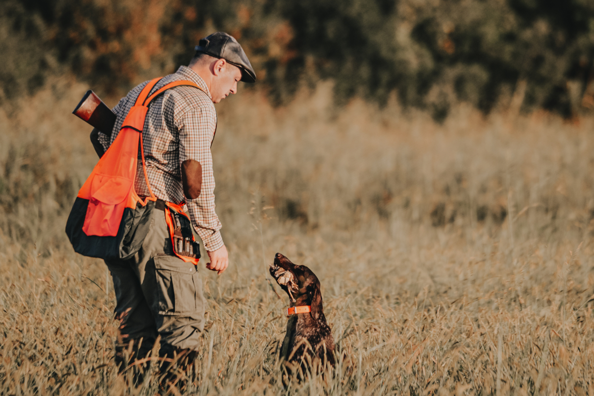 Quail Hunting