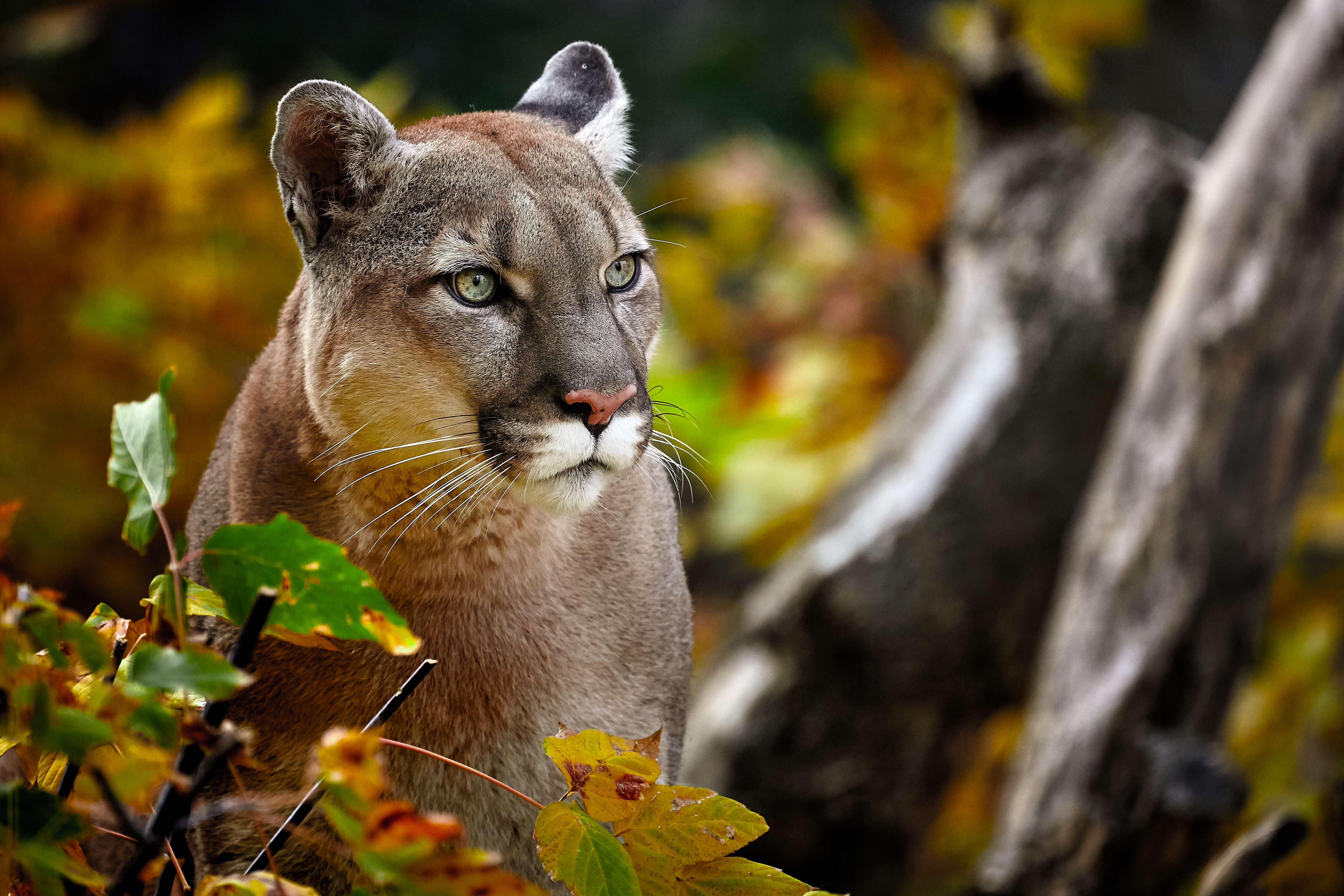 Mountain lion, puma