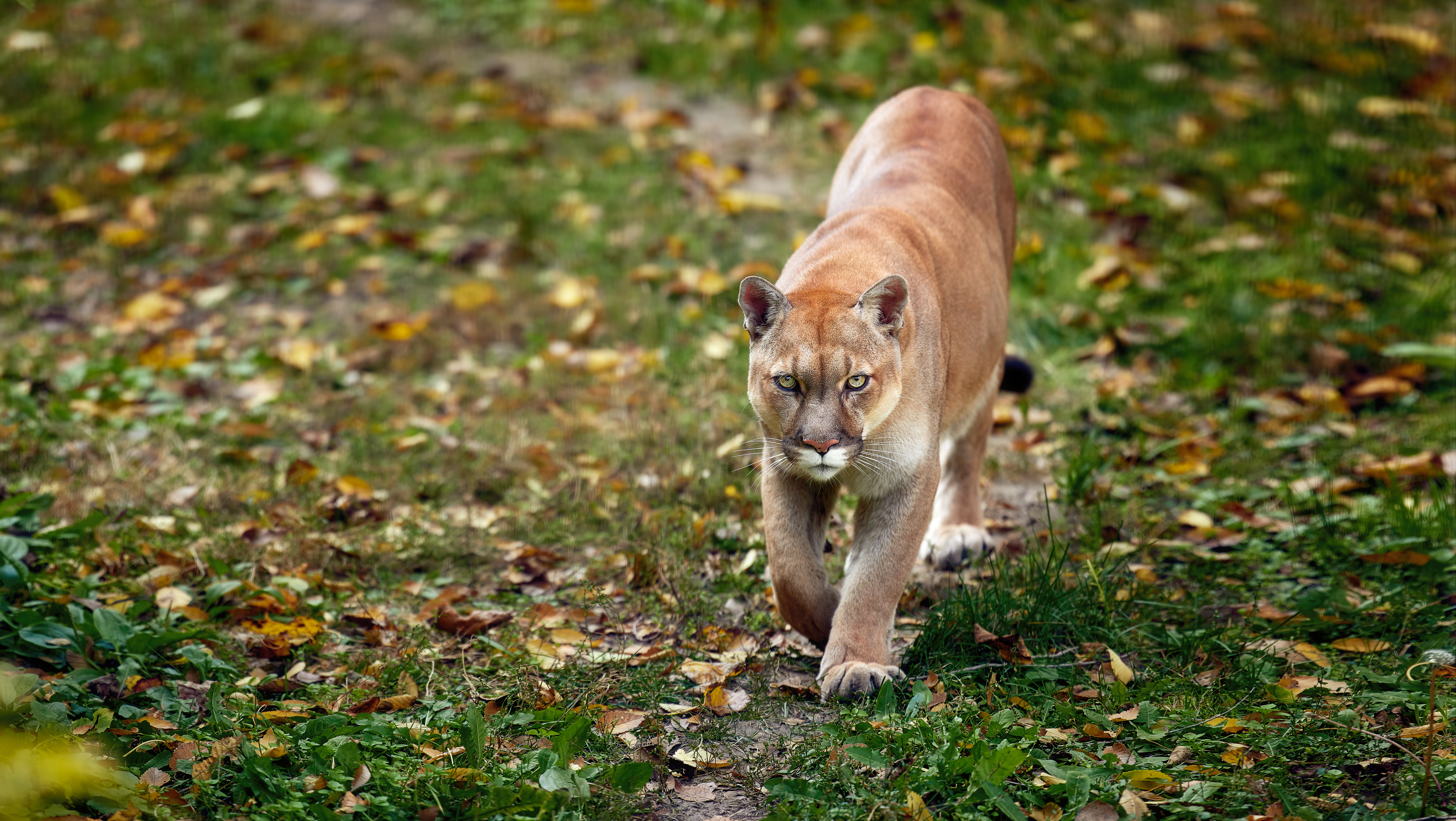 Mountain lion